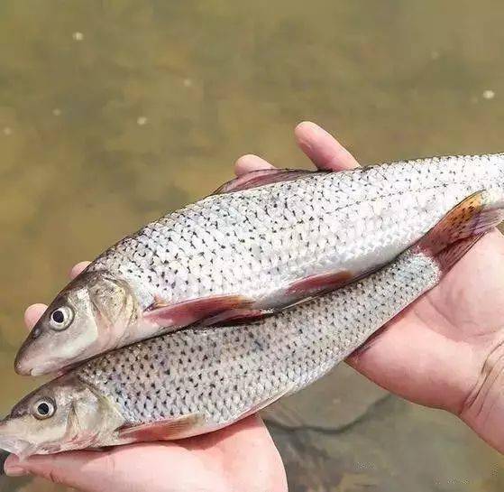 花骨鱼,重唇鱼.形状很好看,身上有黑色斑纹.一般江里,水库里较多.