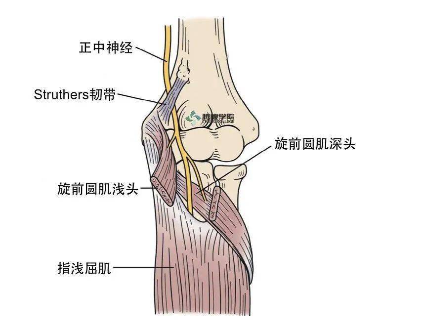 肘关节的神经支配