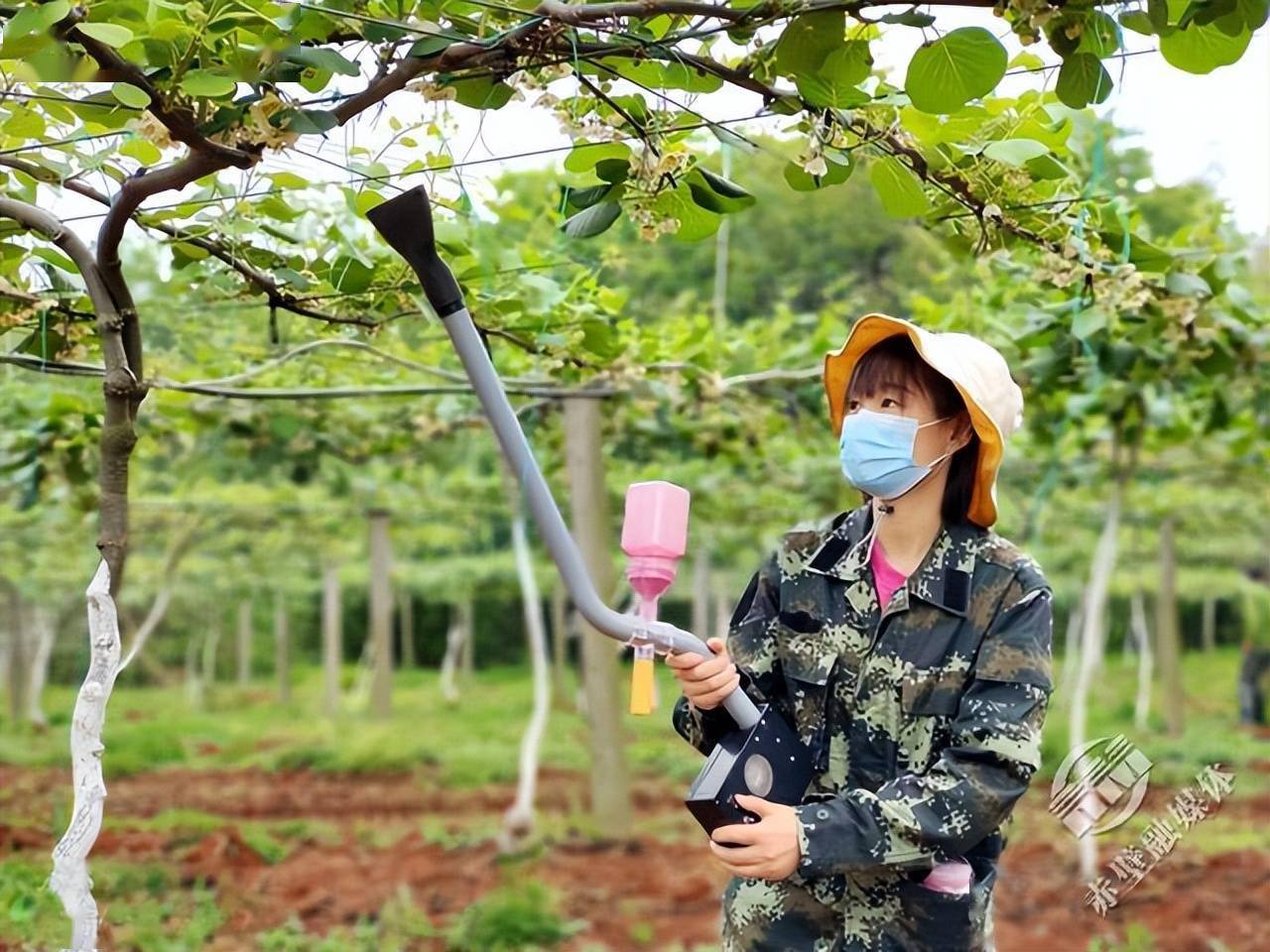 软枣猕猴桃人工授粉图片