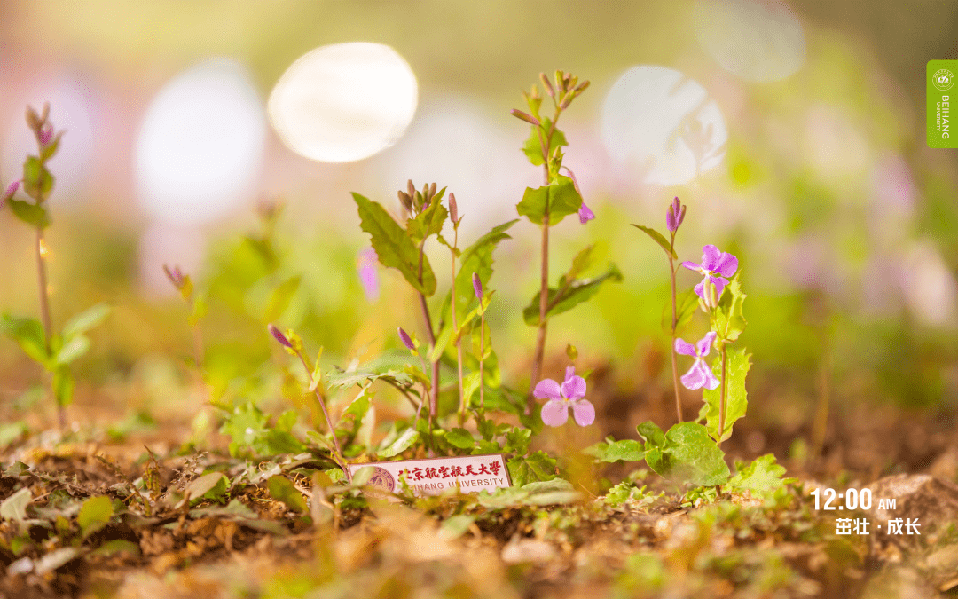 植树播绿正当时北航元气春日壁纸到