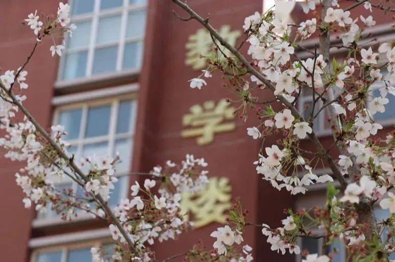 西安铁一中滨河学校文化育人润物无声