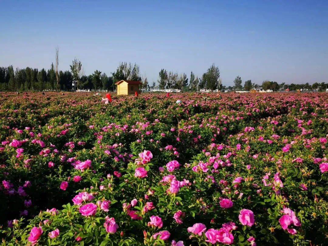 石嘴山最新乡村游线路出炉带你穿越春天