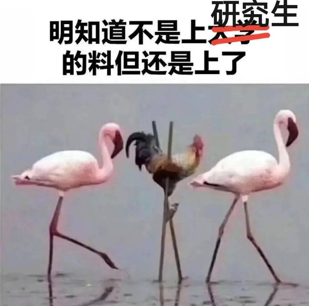 研究生搞笑图的图片图片