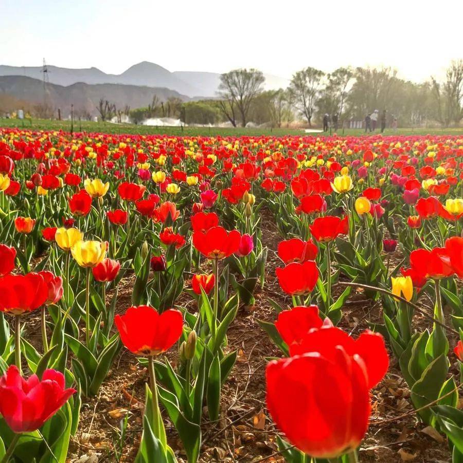 近日,甘肃省临夏州永靖县刘家峡镇黄河花堤上种植的郁金香竞相盛开,争