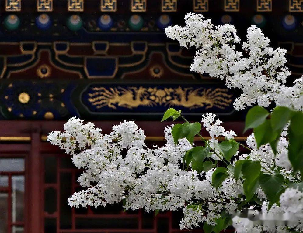 幽香引蝶栩丁香花