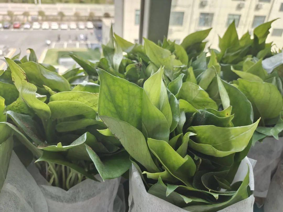 2011年,在共青团中央的支持和指导下,第一届全国大学生绿植领养活动