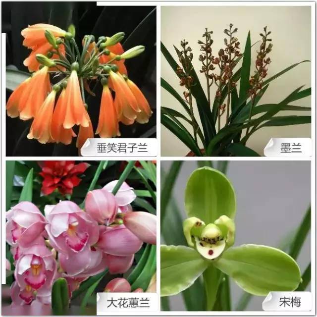 兰花品种种类图片