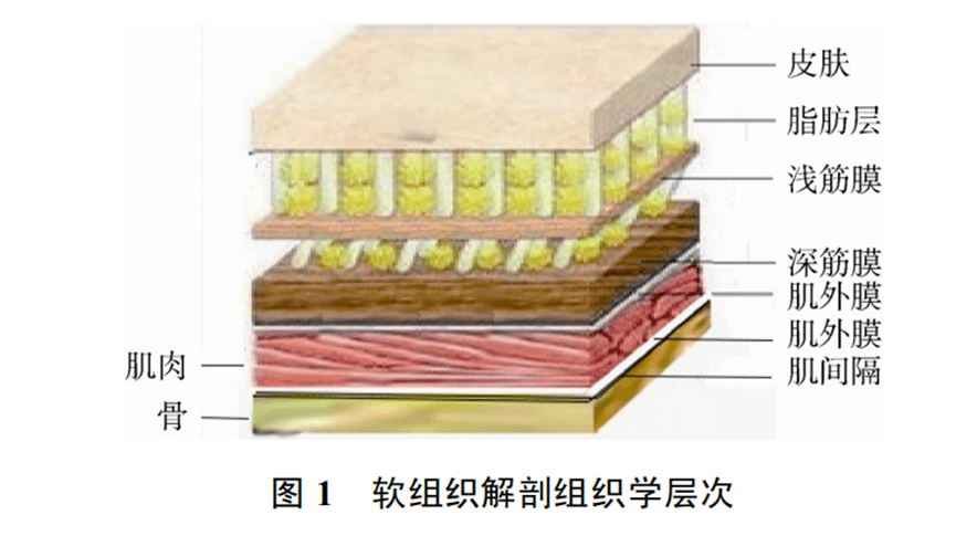 皮下组织解剖结构图图片