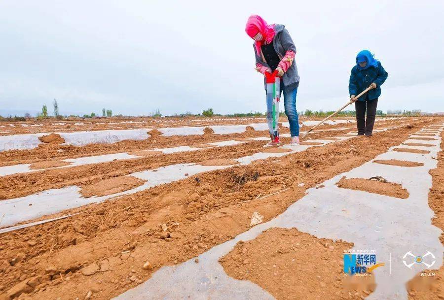 中央媒体看甘肃飞阅中国甘肃临泽制种玉米点播忙