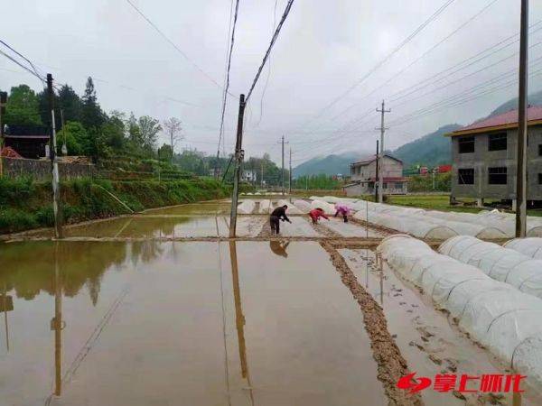 在春耕备耕中扛牢粮食安全政治责任访沅陵县委书记刘向阳