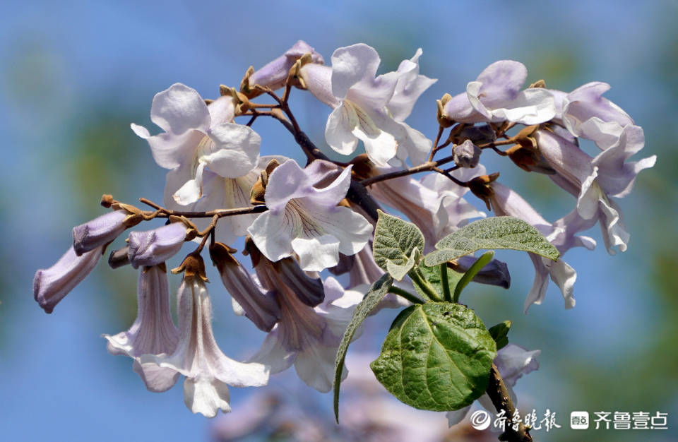 梧桐花开 凤凰自来