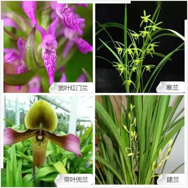 68种常见兰花类品种与花色图谱