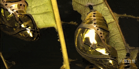 金色的蝴蝶蛹,能用来做黄金挂坠饰品?