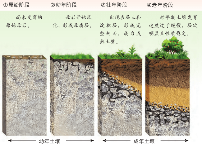 五,成土过程示意图四,土壤形成与成土母质三,土壤形成与地形二,土壤