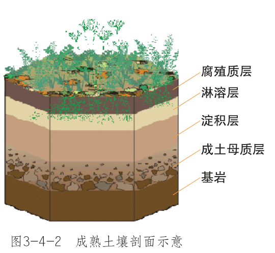 耕作土壤剖面层次图图片