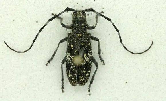 云杉花墨天牛成虫松材线虫的生活史包括繁殖型和扩散型两个阶段,在