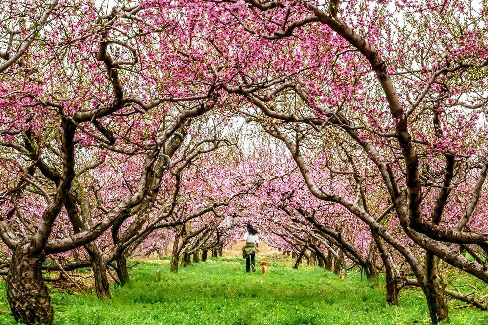 本周末进入最佳观赏期!_休闲_午餐_景区