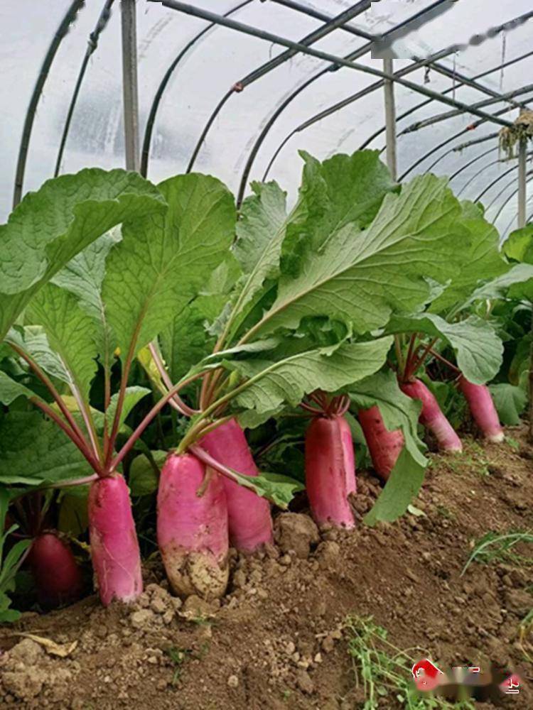 武山县洛门镇:水萝卜种出"好钱景"_种植_大棚_村民