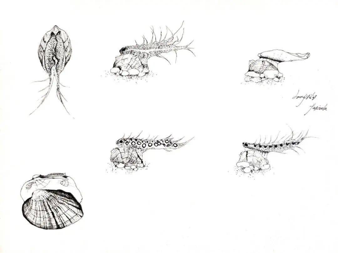 幼虫_钩介_寄生