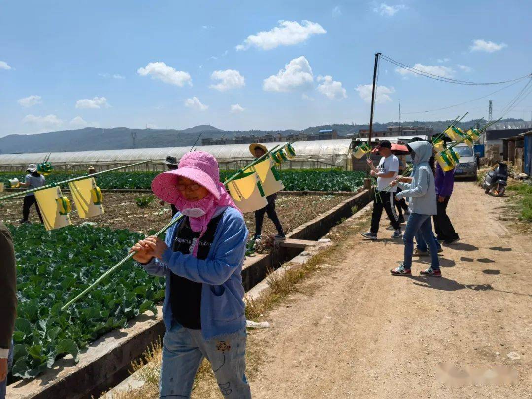 通海县安装绿色防控设施高效环保防治蔬菜害虫