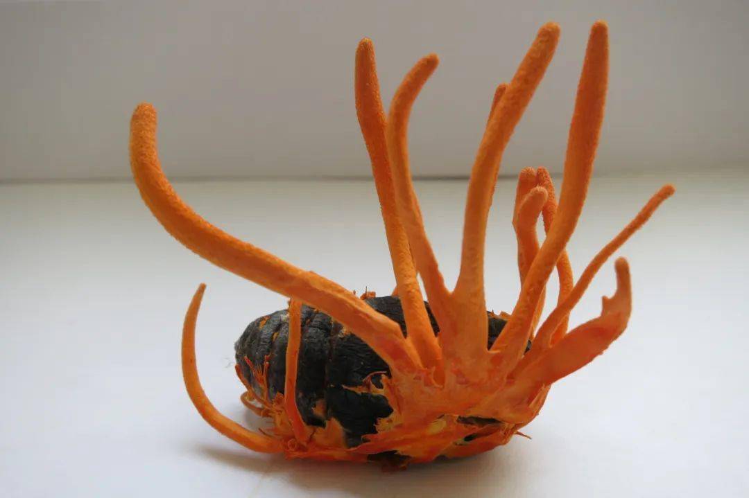 蚕蛹身上长虫草我市推出地方标准