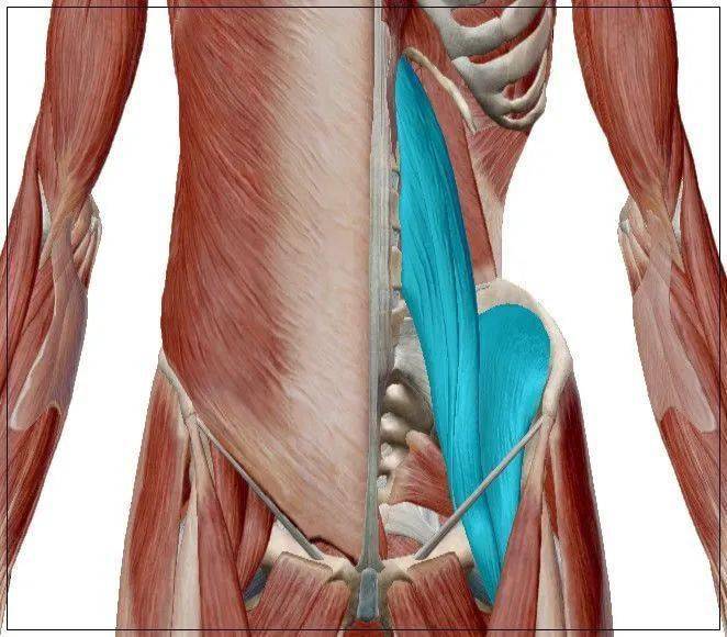 干货 人人都需要了解的腰大肌的功能解剖