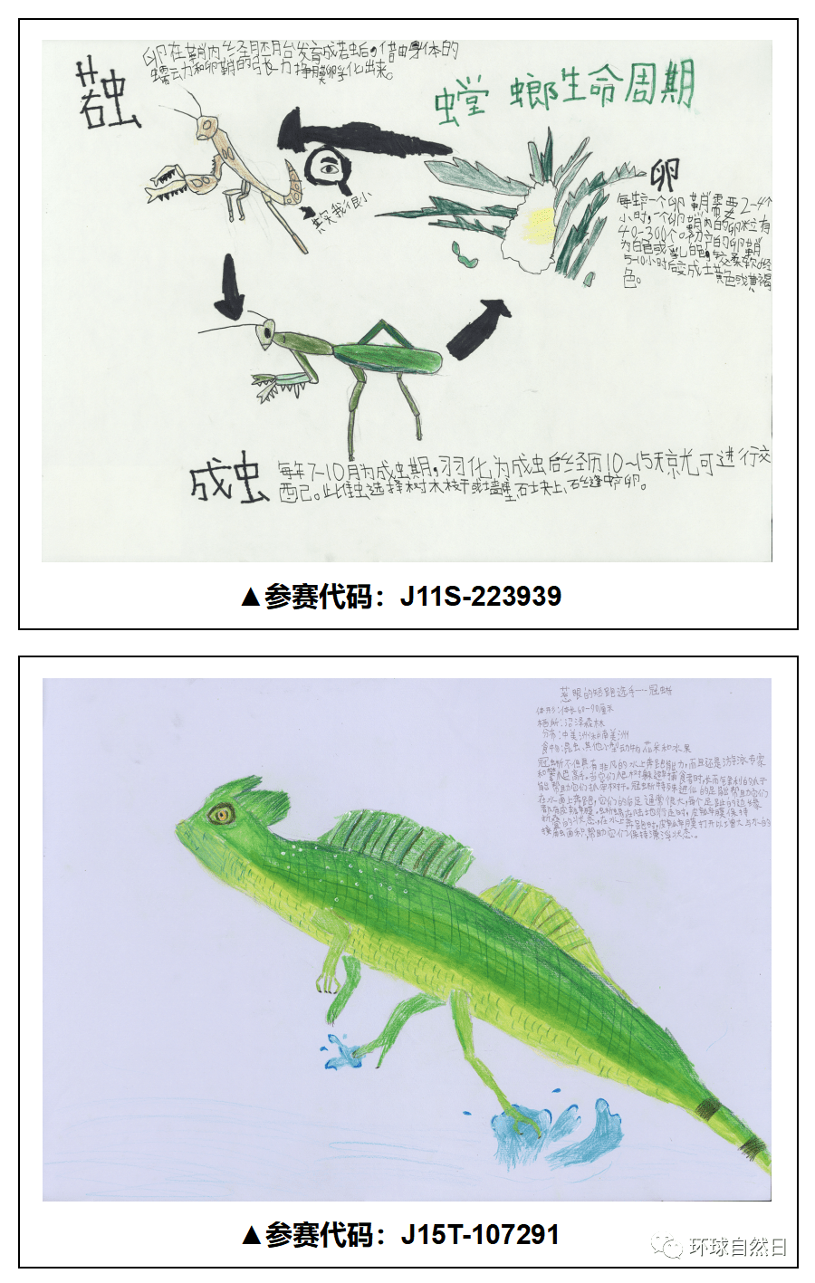 【官宣】环球自然日2021总决赛科普绘画作品赏析