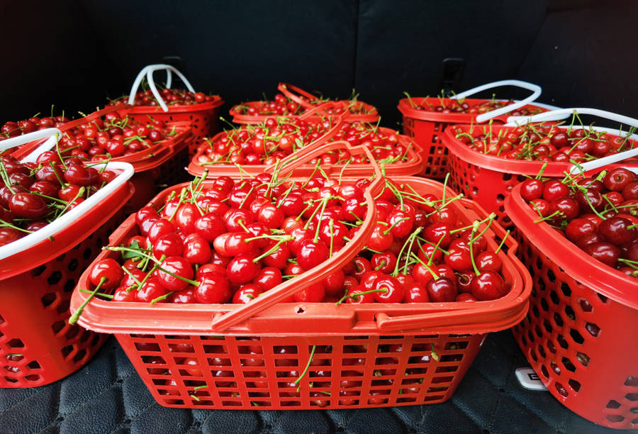 清镇市流长乡凹河樱桃甜蜜上市果农喜获丰收