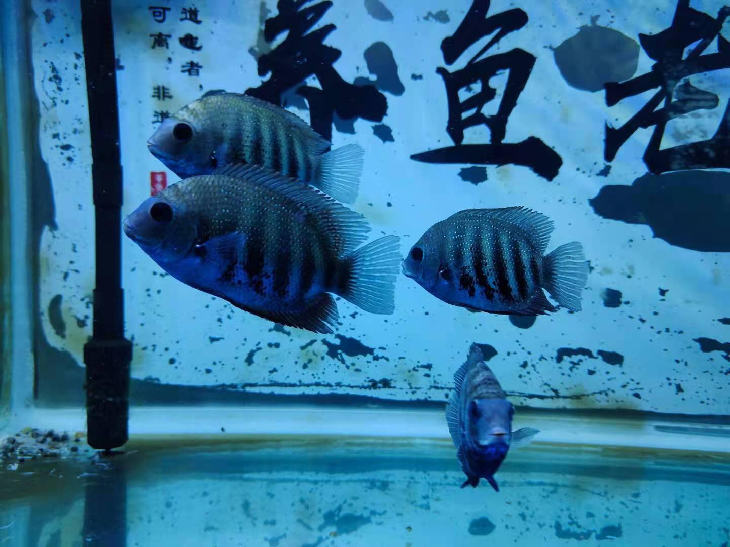 整个造景啊,没事再给鱼缸打个眼,钻个孔,掀开个鱼缸盖,整个滴流,更换