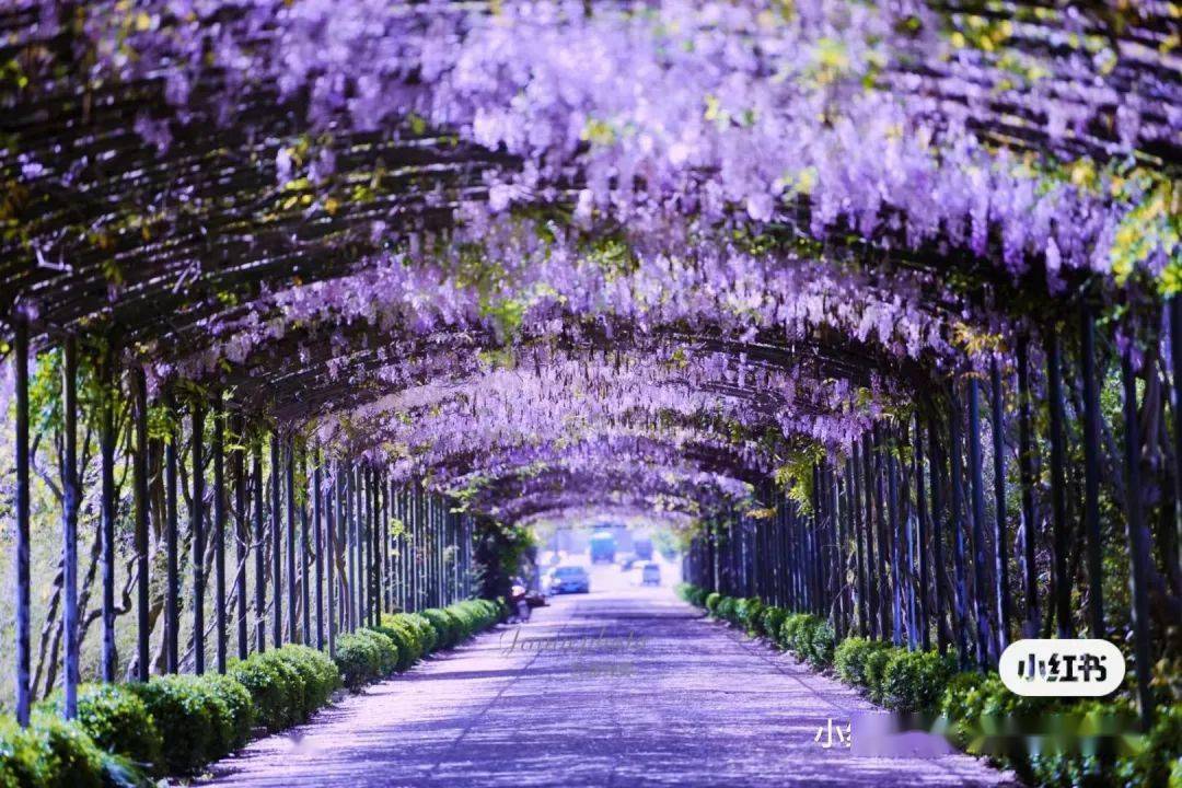 每到春暖花开的季节,仁和街道的两条紫藤花大道便一下子成为了周边