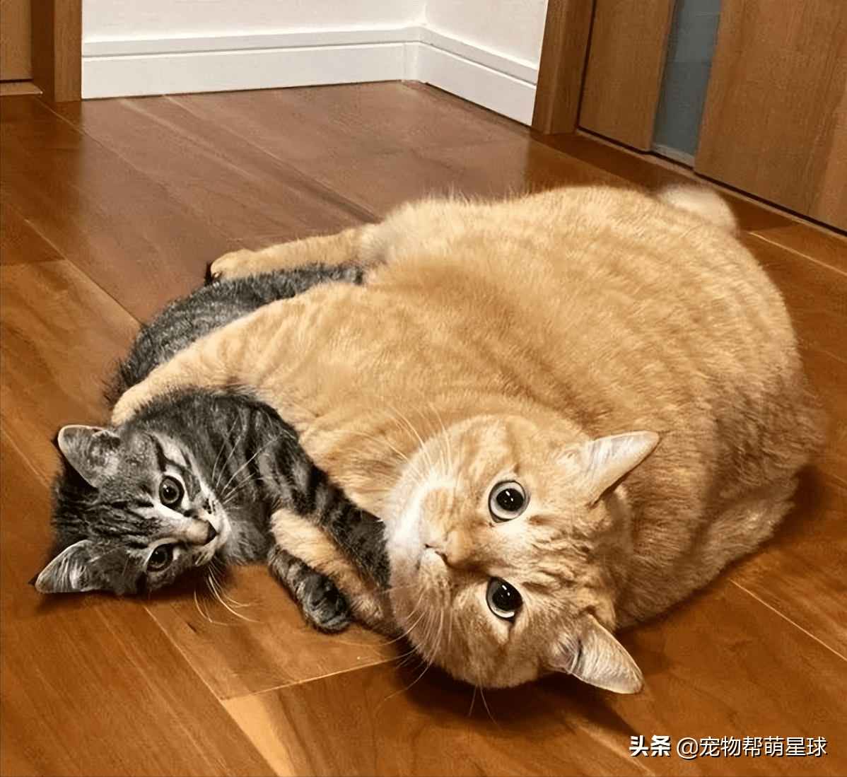 小奶猫常被橘猫欺负结果用最狠的表情做了最怂的事