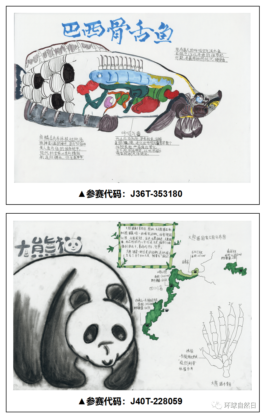官宣环球自然日2021总决赛科普绘画作品赏析