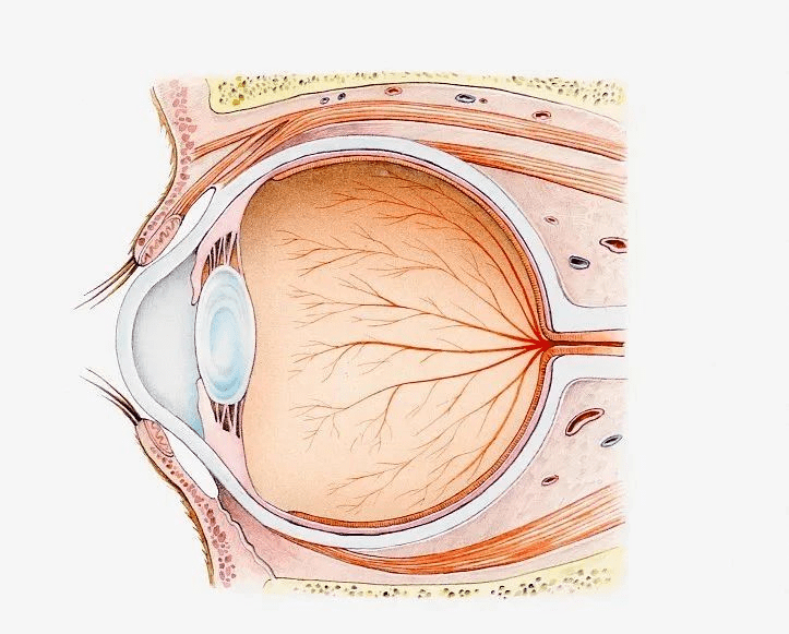 干细胞修复视神经损伤,为你照亮光明前程_治疗_视网膜_视力