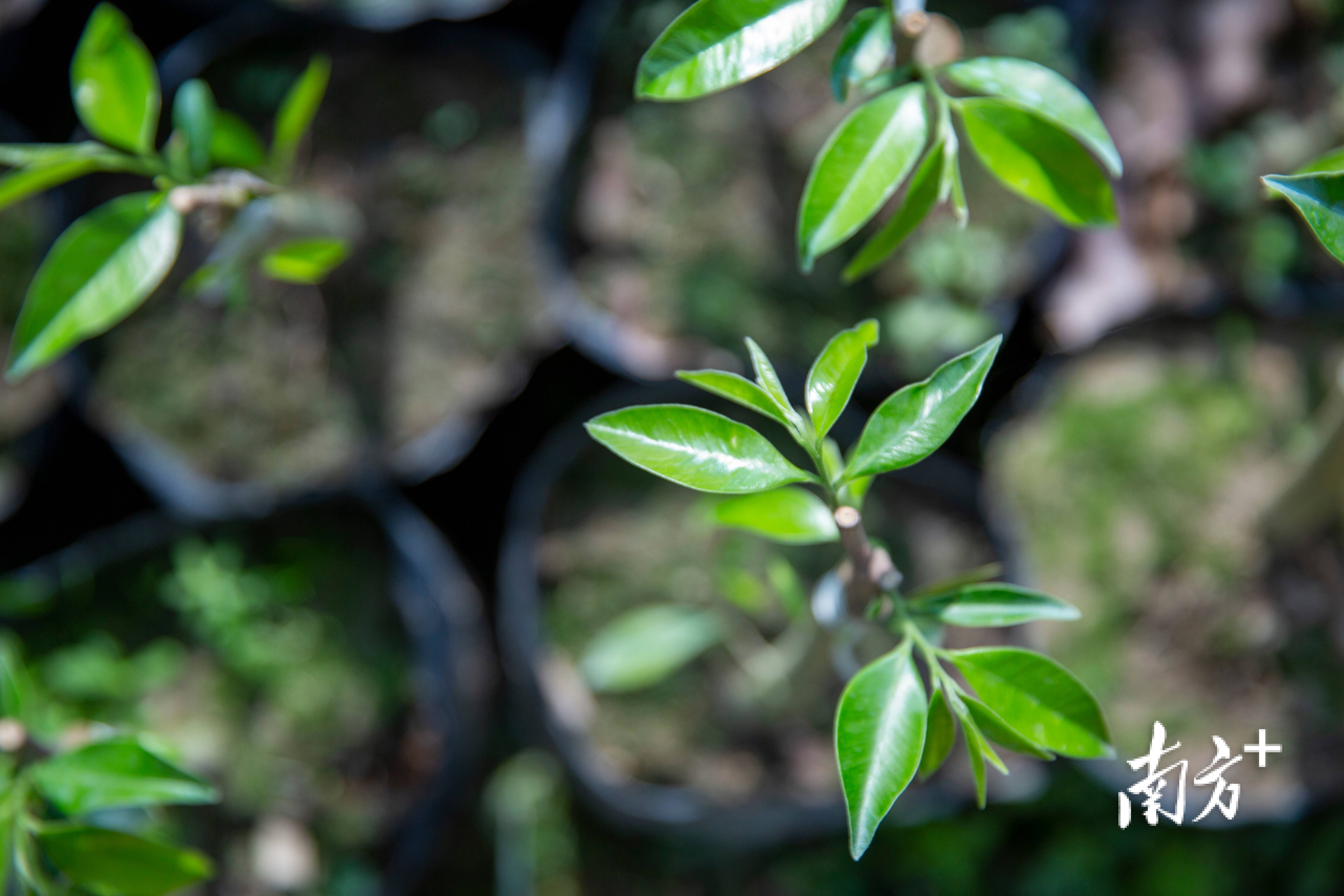 一棵沉香树收获百变业态电白香飘天下④