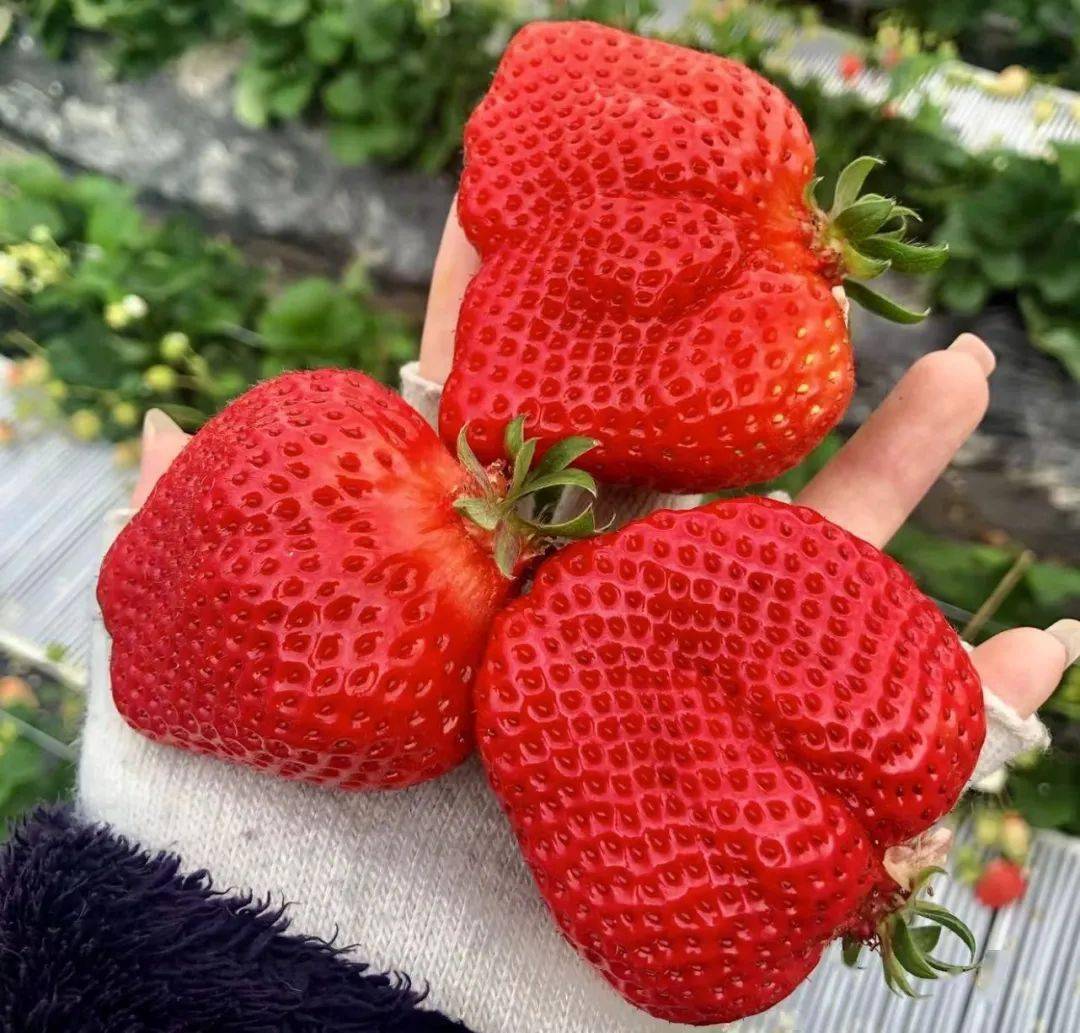 说到吃草莓日本人可就太讲究了