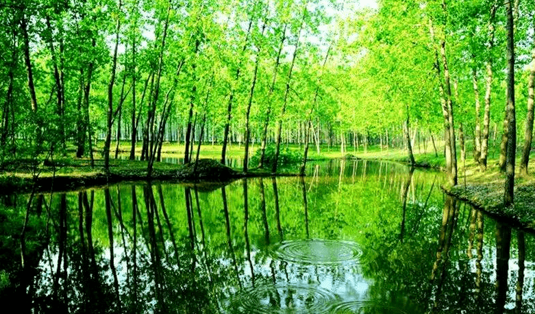云游宿迁林间有佳景清风藏春意