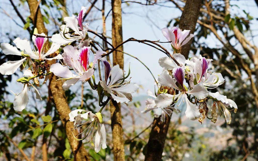 白露花树图片图片