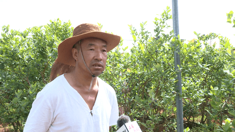 龙朋:蓝莓大量成熟上市 电商销售成为主流_石屏县_种植户_罗贵富