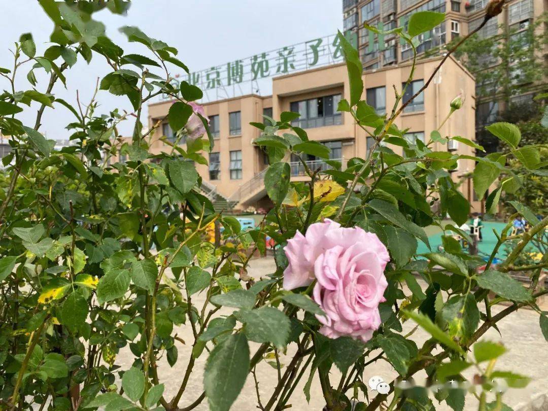 博苑招生篇北京博苑亲子幼儿园amp婴幼托育园2022年秋季招生学位在线