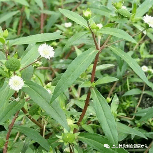 每天学一味中草药——墨旱莲(彩图)
