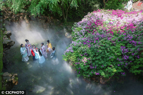 江苏无锡：杜鹃花开春满园