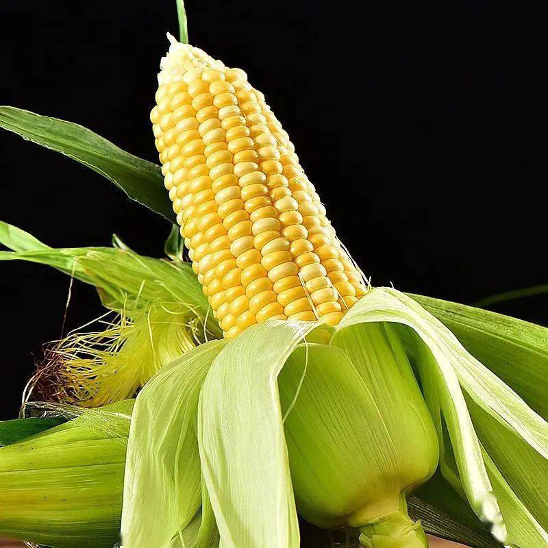 嫩到掐出水的黄金玉米剥壳直接啃鲜甜脆嫩玉米界的天花板