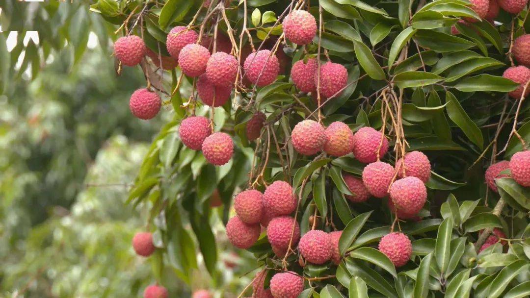 春天的贵港6000亩荔枝花竞相绽放春潮涌动