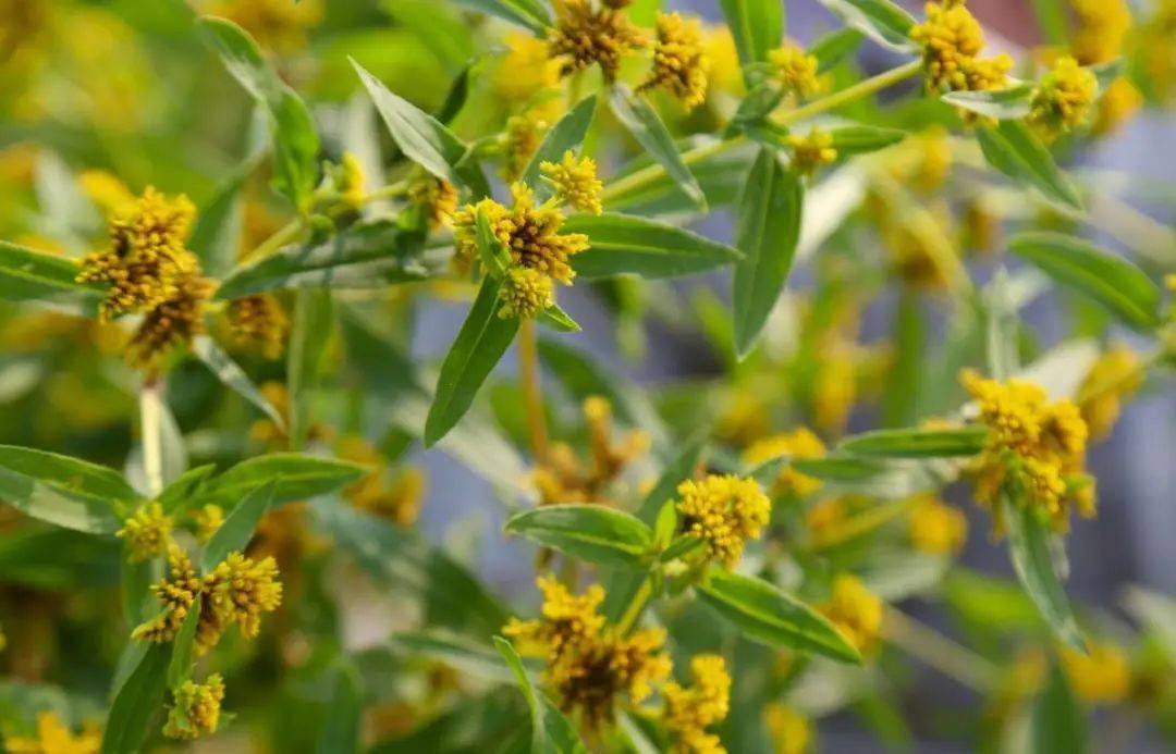 国门生物安全教育丨生态杀手黄顶菊