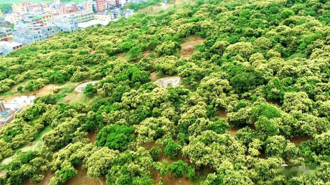 又到荔枝季桂平麻垌镇6000亩荔枝花竞相绽放春潮涌动