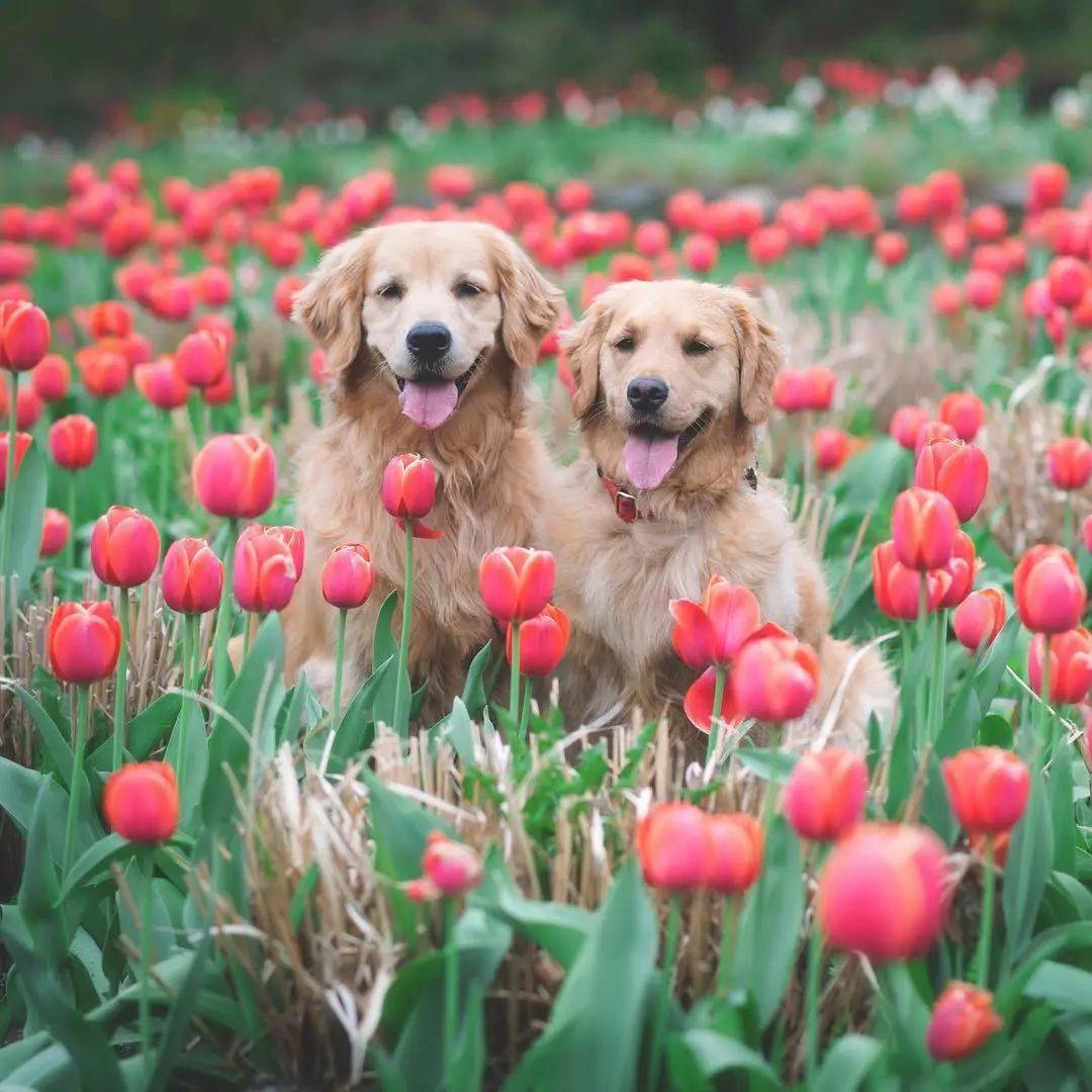 当金毛和鲜花同框每张都美得可以做壁纸