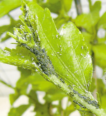 园林植保丨园林常见行道树刺吸式害虫防治