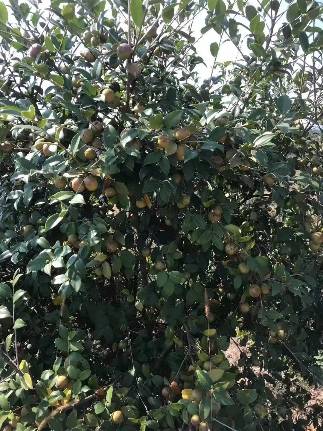 河南林木良种长林40号油茶