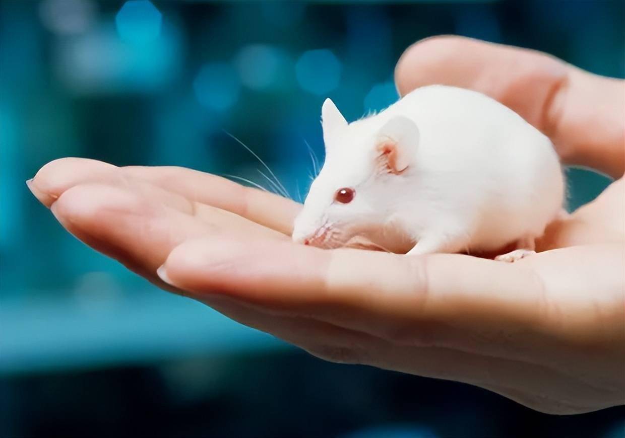 药康生物:四年营收九个亿,靠小白鼠撑起一片天?