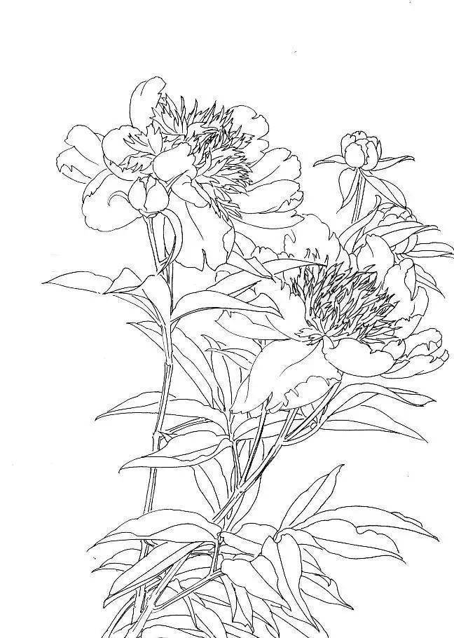 国画教程婀娜多姿的工笔芍药画法附白描画稿